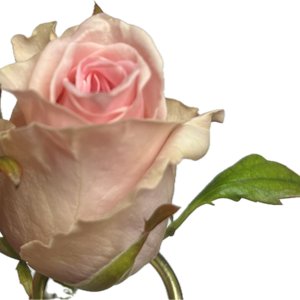 De Sweet Dolomiti is een prachtige lichtroze roos